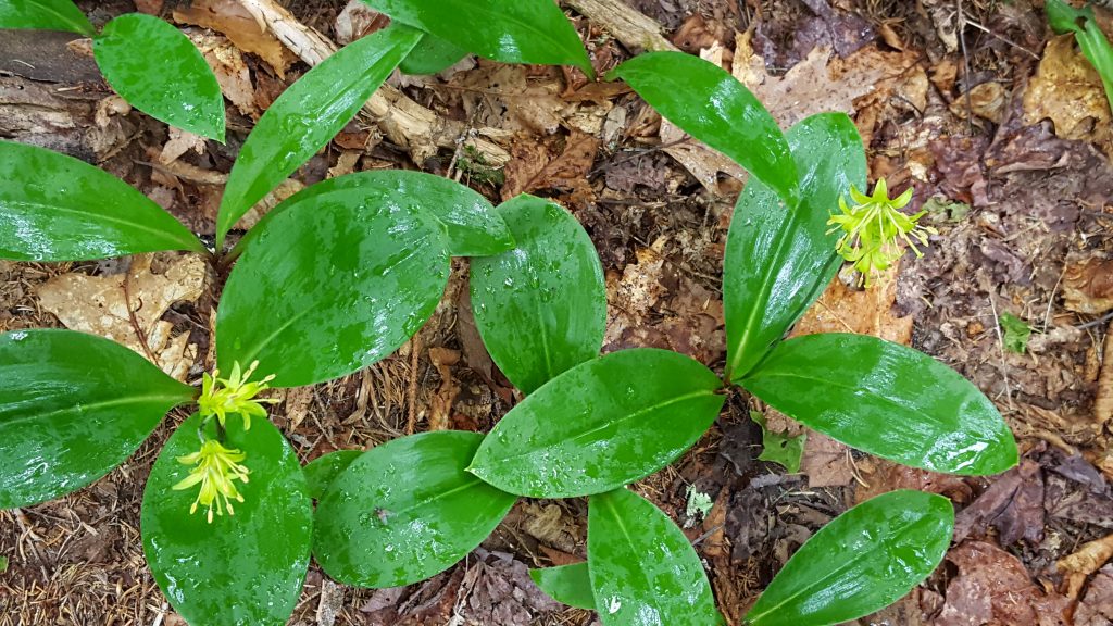 Monadnock-002-2018-06-01 Blue Bead Lily or Clintonia